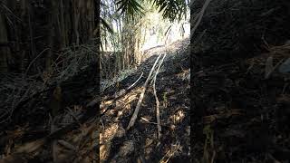 lapor ketua kayu bakar kita ambes terbakar#kebun#petanimuda#suasanapedesaan