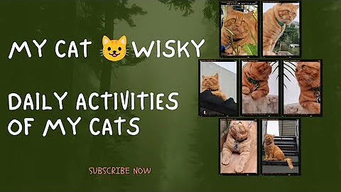 Video 11798371: ginger persian cat, cute ginger persian cat, persian cat happy, persian cat funny animal, cat lovers