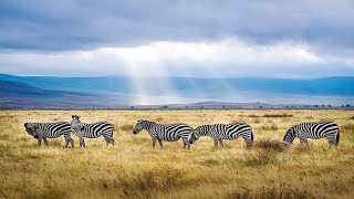 Ngorongoro Crater, Tanzania: Africa’s Garden of Eden - Best Wildlife Safari in the World! by Vinny Zanrosso 9,388 views 3 years ago 2 minutes, 39 seconds