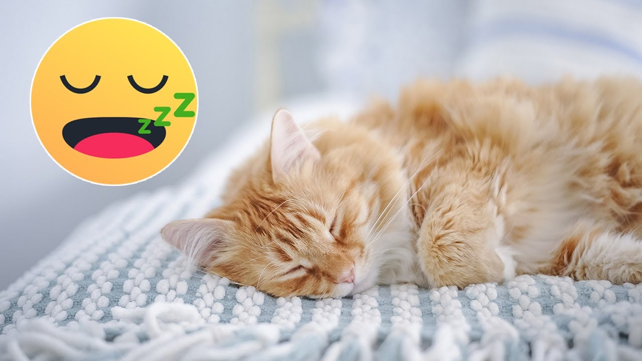 10 HORAS DE MÚSICA PARA TU GATO 🐱 Música para Dormir Gatos 🐱 MÚSICA RELAJANTE