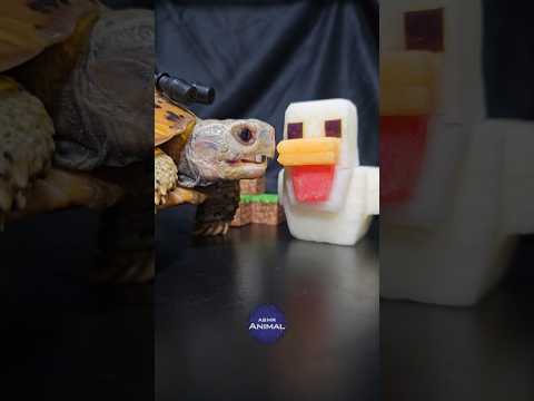Minecraft ASMR Mukbang Eating Chicken Jockey 🐔 Turtle Tortoise