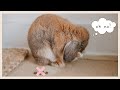 THE Rabbit Potty Training Video