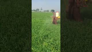 Excal ka result bht week aya ic dafa #humkissanhamrapakistan #wheat