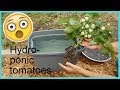 Hydroponic Tomato Experiment / Tomato 3 way