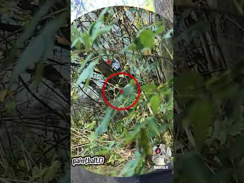 Shooting Thru Bush - Slow Motion Paintball - Magfed Paintball #shorts #paintball  #magfedpaintball