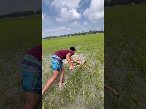 Village River Fishing Adventure | Traditional Nets, Amazing Catch