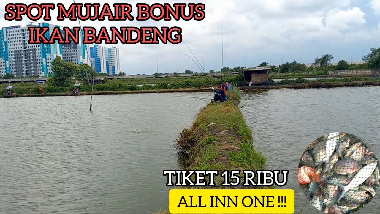 Tiket Murah Ikannya Melimpah!!! Spot Mancing Mujair Bonus Bandeng Kbn Batu Bara Marunda