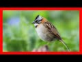 Chingolo Canto - Chingolo Llamado - Rufous Collared Sparrow Bird Song - Zonotrichia Capensis