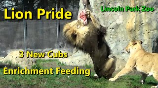 Lion Pride of Chicago Lincoln Park Zoo | Enrichment Feeding plus 3 new adorable Cubs | May 3 2023