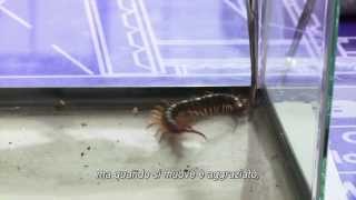 Monsters University - Hardscrabble - Dal 4 Dicembre In Dvd E Blu-Ray Anche In 3D Hd