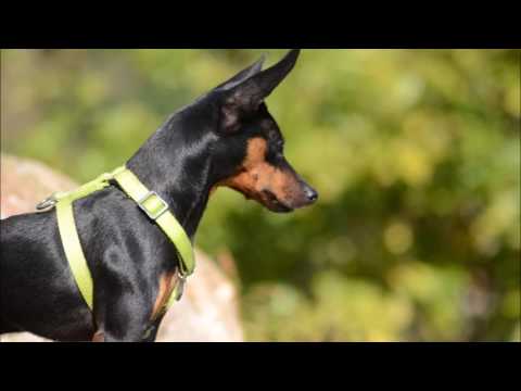 Leon 2 Ans Pinscher Nain Youtube
