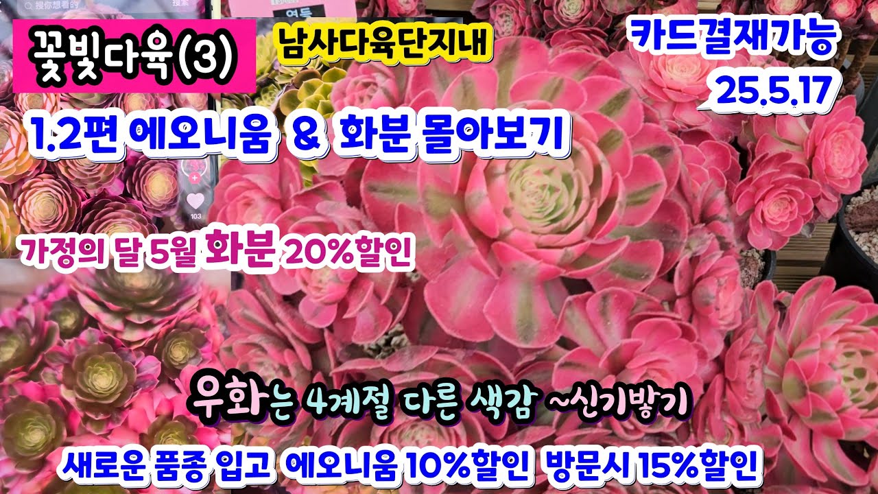 꽃빛다육(3) 1.2편 몰아보기 언제나 인기종 사랑해주셔서 감사합니다요. 화분도 20%할인