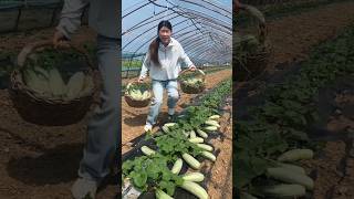 I am very happy to see the cucumber yield on our farm | Delicious young cucumber 🥒🥒 #fruit #farming