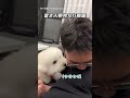 【爆氣】主人學狗勾打噴嚏 牠使出憤怒鐵拳反擊！｜寵物｜比熊｜狗狗｜可愛｜動物