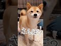 しっぽは嘘つけない柴犬#shorts