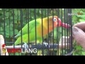 TERAPI CABAI MERAH BURUNG LOVEBIRD
