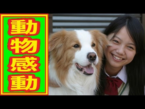 動物との絆を描いた号泣の感動映画人気ランキングTop11〜20