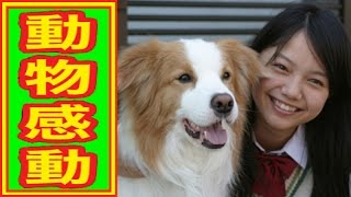 動物との絆を描いた号泣の感動映画人気ランキングtop11 Youtube