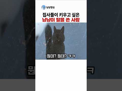 집사들이 키우고 싶은 고양이 탈을 쓴 사람? ㅋㅋ thumbnail