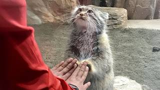 When Animals Adopt You As Their Favorite Human! 😂