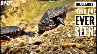 Releasing Baby Turtles!