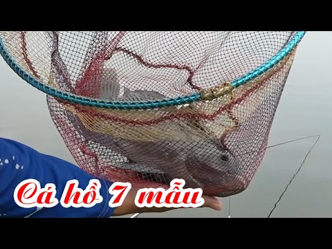 Video Câu cá ngày nghỉ lễ, vớ ngay rô phi khủng tự nhiên! - youtube