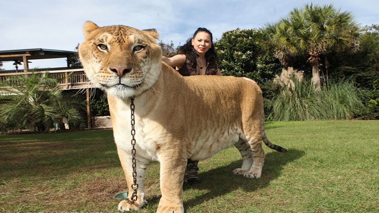 Размерами они способны. Лигр гибрид Льва и тигра. Лигр Геркулес. Лигр Геркулес гибрид Льва и тигра. Лигр Геркулес самый большой кот в мире.