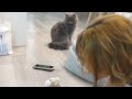 子猫にヤキモチを焼く愛猫が可愛すぎるw