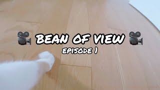 My Cat Bean Wearing A Collar Camera - POV Video