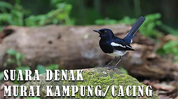 HD Suara Denak Murai Kampung | Cacing mp3