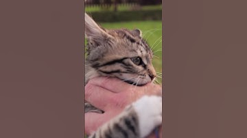 "Crack the Code: Understanding Your Cat