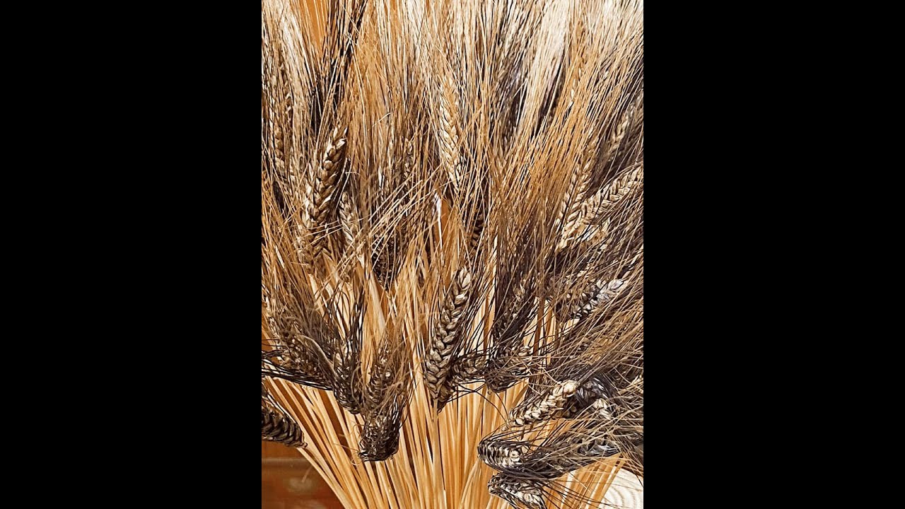 طريقة حسن الشتوي الفلاحية في انتاج القمح بوفرة Abondant wheat production