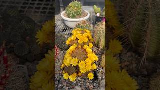 Цветение кактусов / #кактусы #cactus #flowers