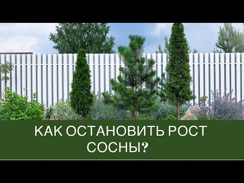 Как остановить рост сосны?