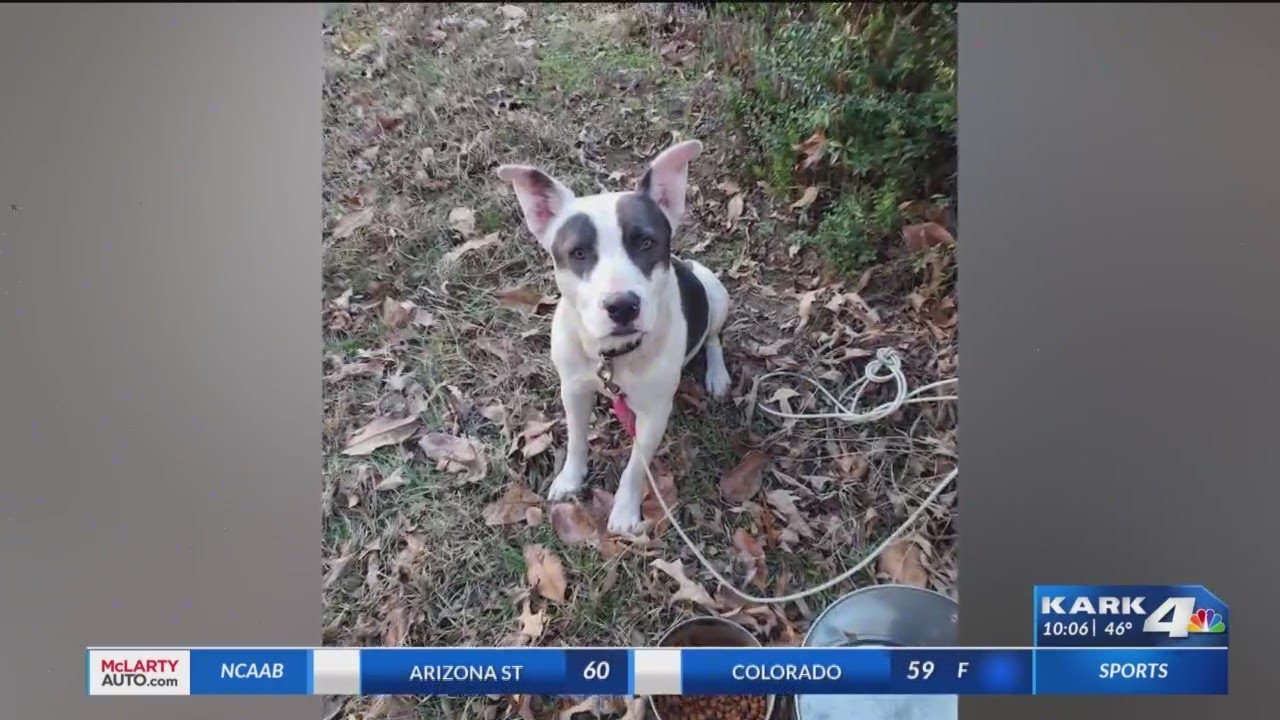Central Arkansas nonprofit overwhelmed with rise in abandoned pets YouTube