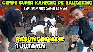 JUAL BIBIT KAMBING PE KALIGESING ‼️ JANTAN BETINA HARGA EKONOMIS TERKINI