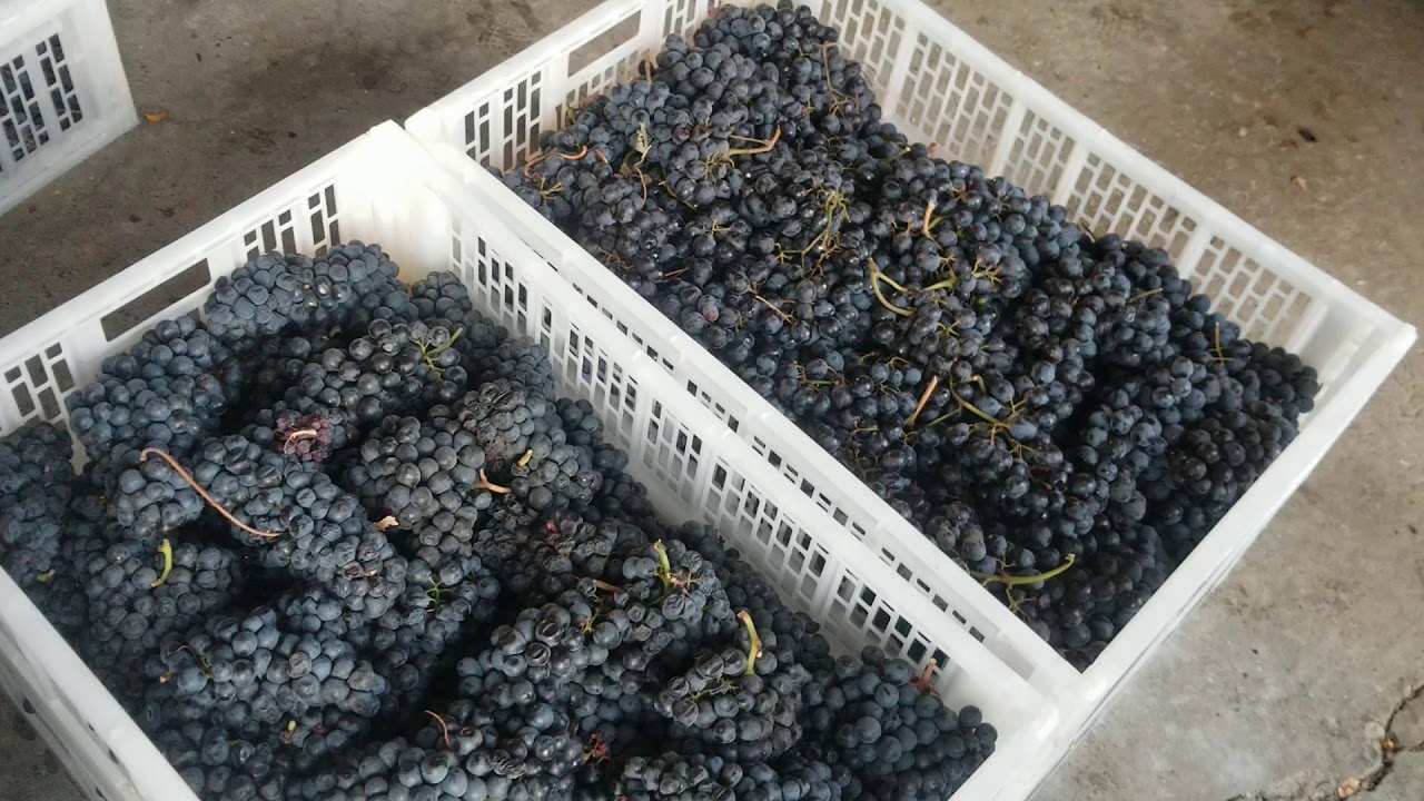 The Crush Pad - Winemaking