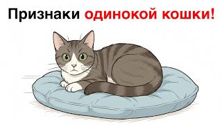 Is Your Cat Feeling Lonely And You Dont Even Notice?