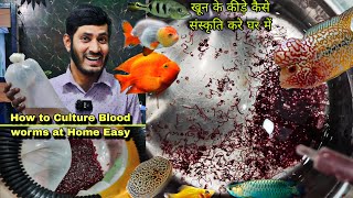 How to Culture Blood worms at home , How to Feed Blood Worms, Feeding worms to all my Fish and Pets