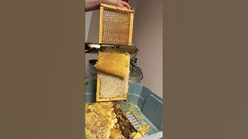 Honey uncapping. So satisfying