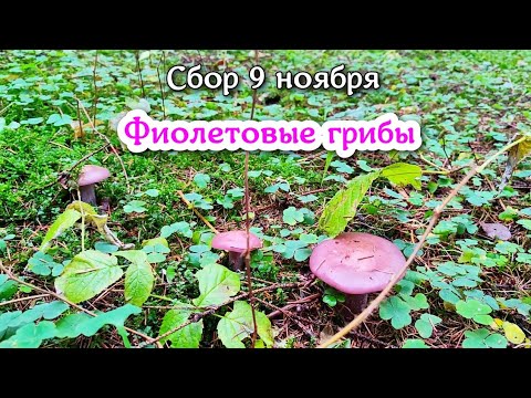 Собираем фиолетовые грибы 9 ноября. Невероятная грибная охота