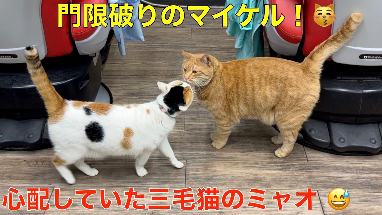 門限破りの茶トラのマイケルを心配する三毛猫のミャオ！理髪店で暮らす