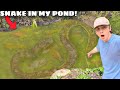 Deadly snake invaded my pond  ate my fish