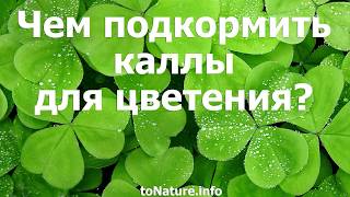 Чем подкормить каллы для цветения?