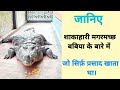 vegetarian crocodile | शाकाहारी मगरमच्छ |vegetarian crocodile in Hindi | babiya crocodile |