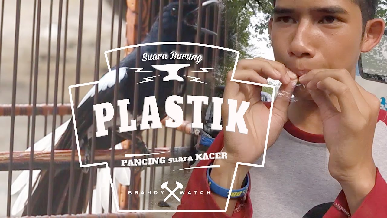 DUNIA HOBI : Tehnik Memancing Suara Burung Kacer Gacor Dengan PLASTIK