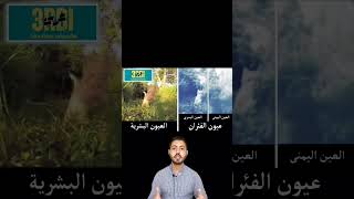 كيف تري القطط والفئران العالم مقارنة بالبشر| شوف العالم بعيون القطط معلومات