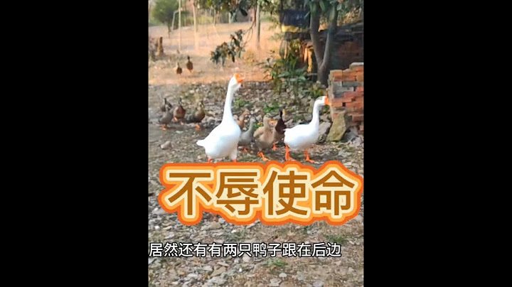 2只大白鹅不辱使命，再次把一群野鸭带回了家 #田园生活 #万物可爱计划