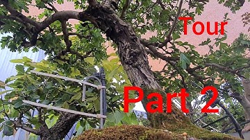 Spring 2021 Bonsai Garden Tour Australia Part 2, Aussie Bonsai Bloke