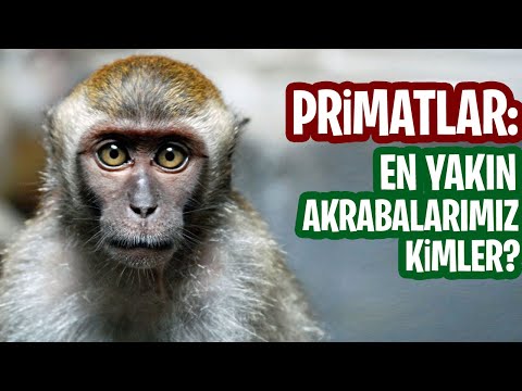 Primatlar: İnsanın Yaşayan En Yakın Akrabaları